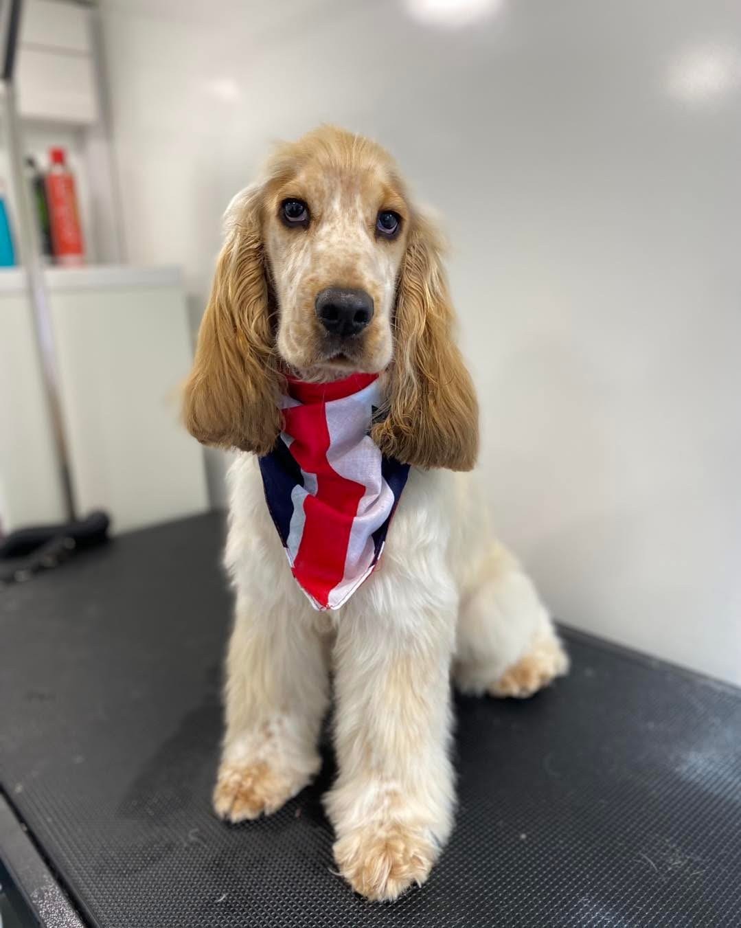 Groomed dog — example 1