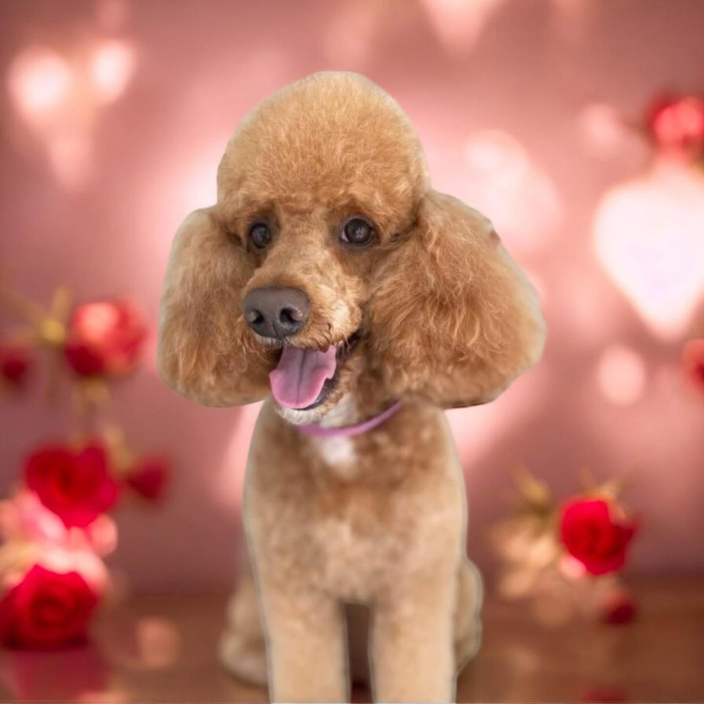 Groomed dog — example 2
