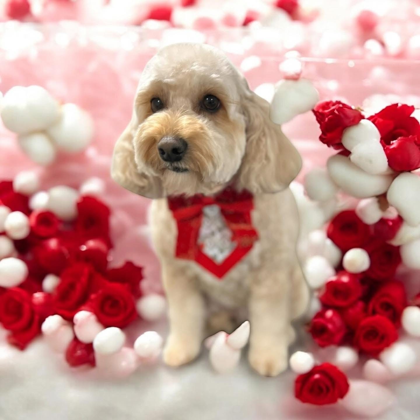 Groomed dog — example 3